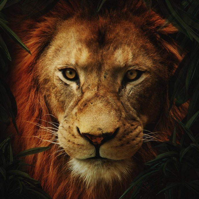 Игра Король Лев 2019 Пазл: Отец