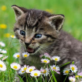 Кошки: Пазлы