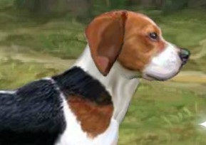 Игра Дрессировка Гончих