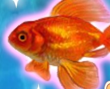 Игра Яркая Золотая Рыбка