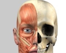 Игра Анатомия Человека