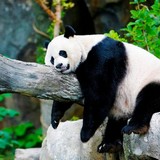 Тест Кто Ты из Животных